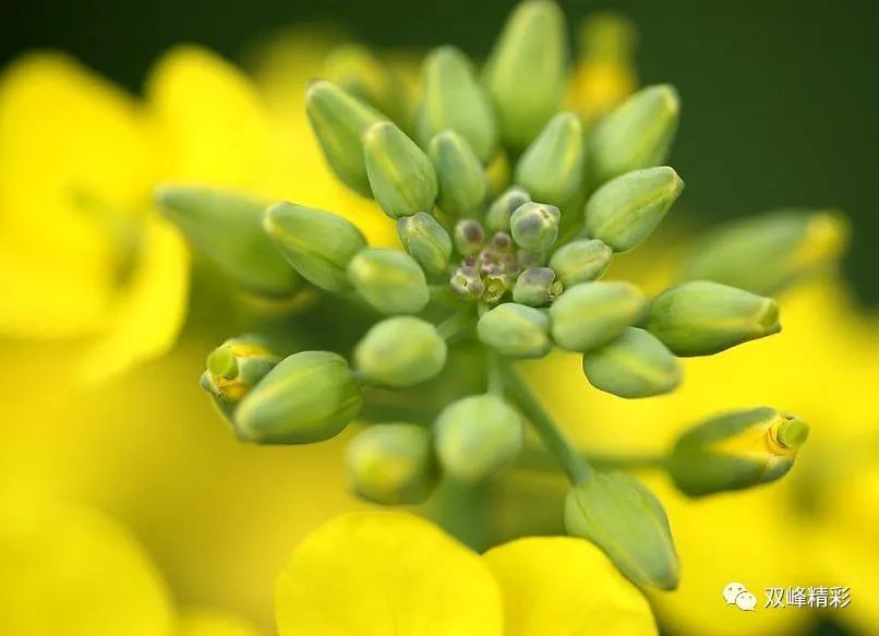 锁石镇油菜花基地的花蕊