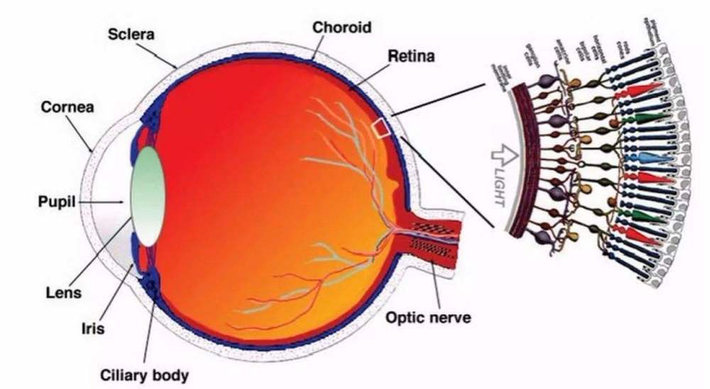 人眼视网膜上存在能感应红(r),绿(g),蓝(b)的三种视锥细胞.