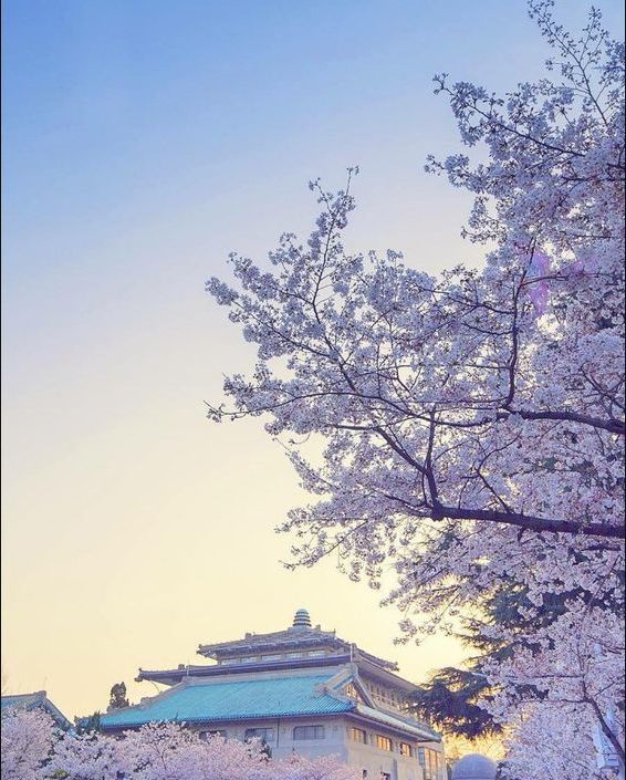 武汉大学就成了这世间最美的存在