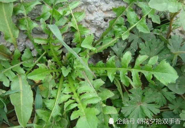 农村常见的野菜,自古以来被视为草药,用来煎鸡蛋更是一绝