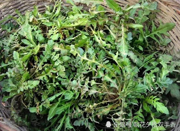 农村常见的野菜,自古以来被视为草药,用来煎鸡蛋更是一绝