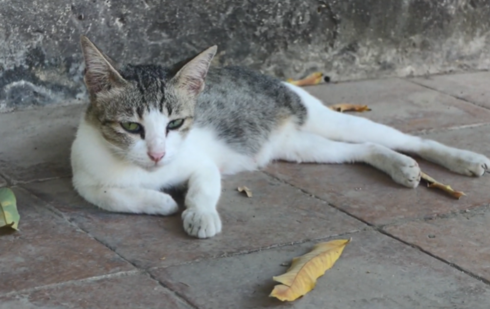 小猫蹲坐半小时,不吃现成的猫粮,却吃阿姨的米饭,被"毒"怕了