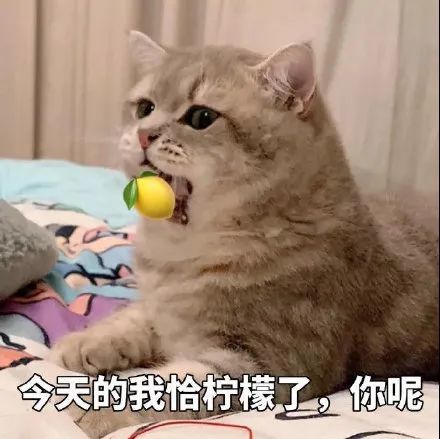 猫咪柠檬酸系列表情包