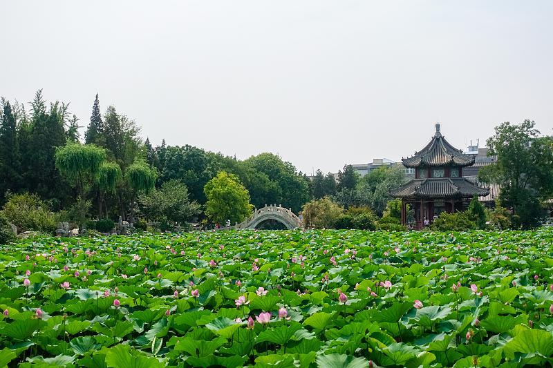 游玩保定的古莲花池,中国十大园林之一,夏季游玩的好地方