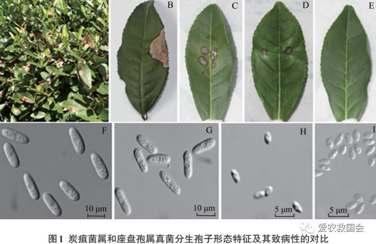 茶炭疽病与云纹叶枯病的区别