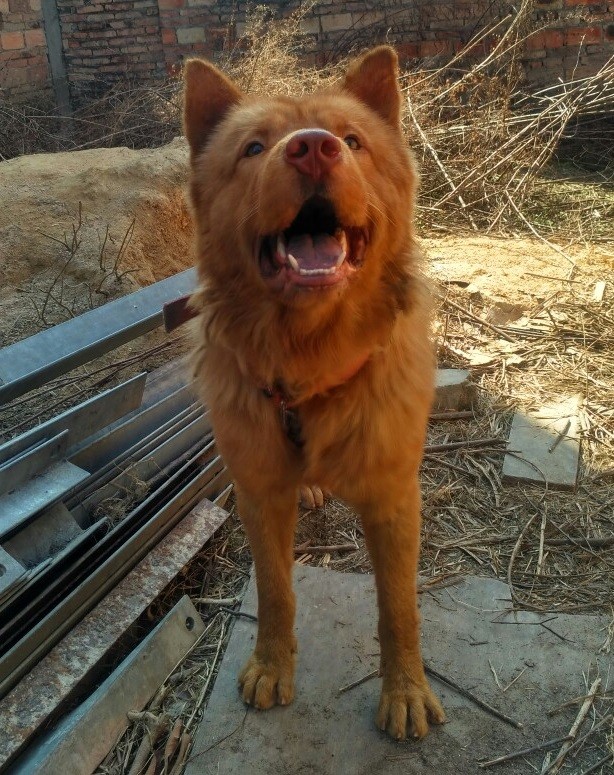在广东,还能见到"五红金钱尾"的潮州犬吗?