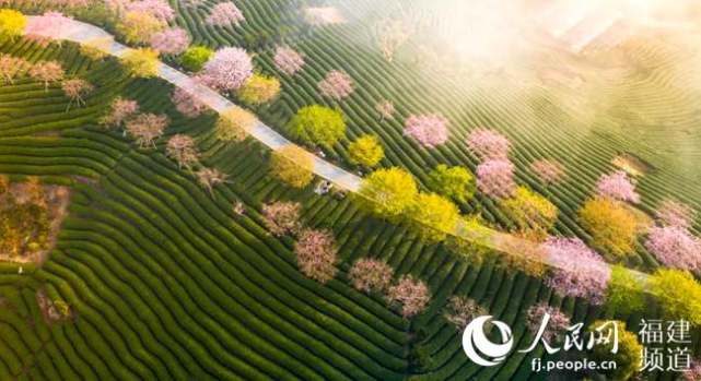 漳平永福樱花盛开 约你"云赏花海"