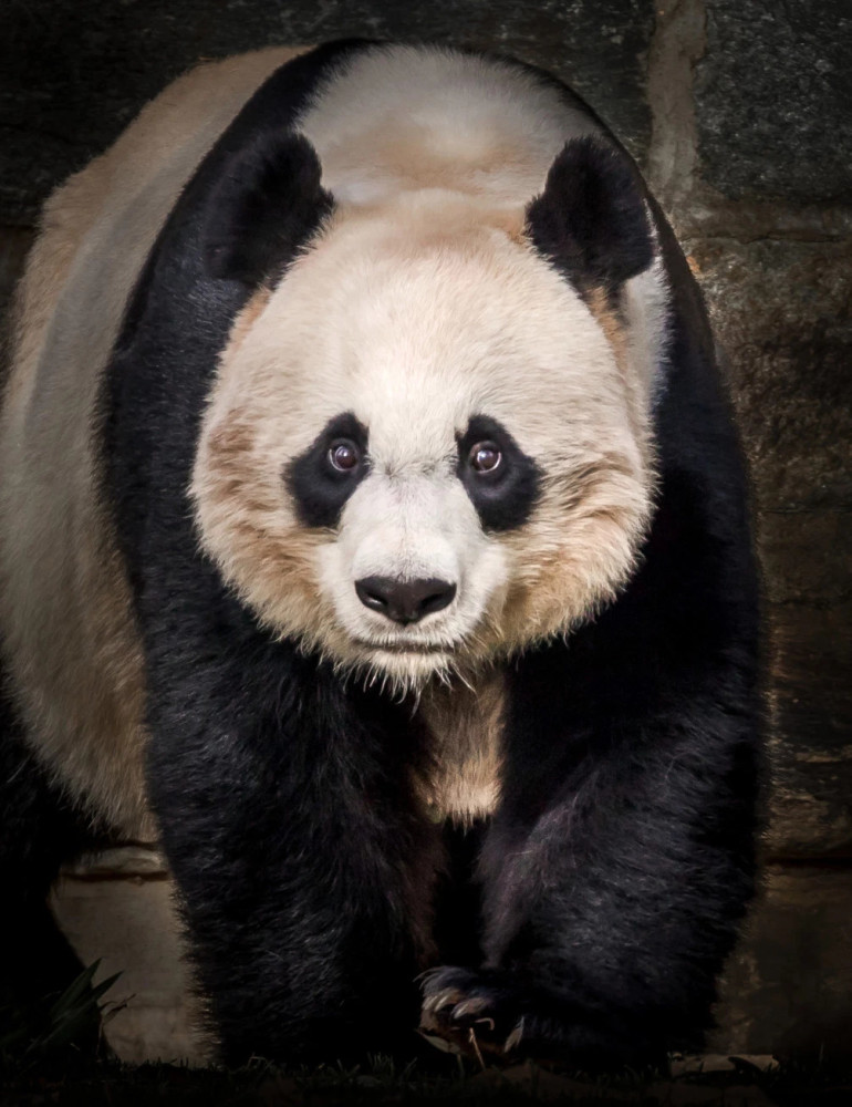 英国摄影师等待几小时,才拍到熊猫老虎看镜头的肖像照,好萌