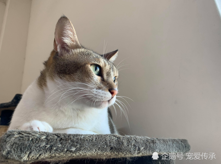 猫兄去世,猫弟抱着哥哥骨灰哀嚎,动情一幕,让家人落泪