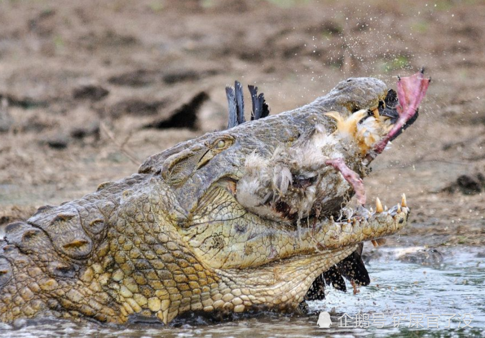 鳄鱼的天敌终于出现了,吃鳄鱼就像吃辣条,网友:水中