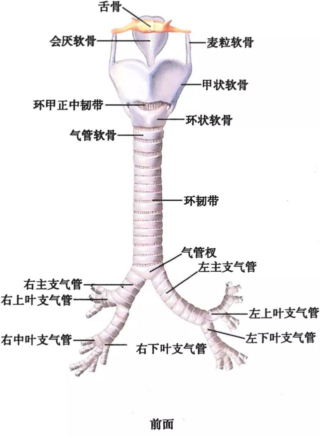 呼吸系统解剖图谱(高清)-呼吸科医生得人手一份!