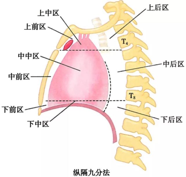 呼吸系统解剖图谱