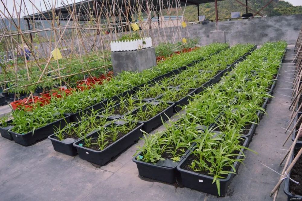 把屋顶开辟成一方菜园 足不出户 便可以吃到放心新鲜的瓜蔬 屋顶菜园