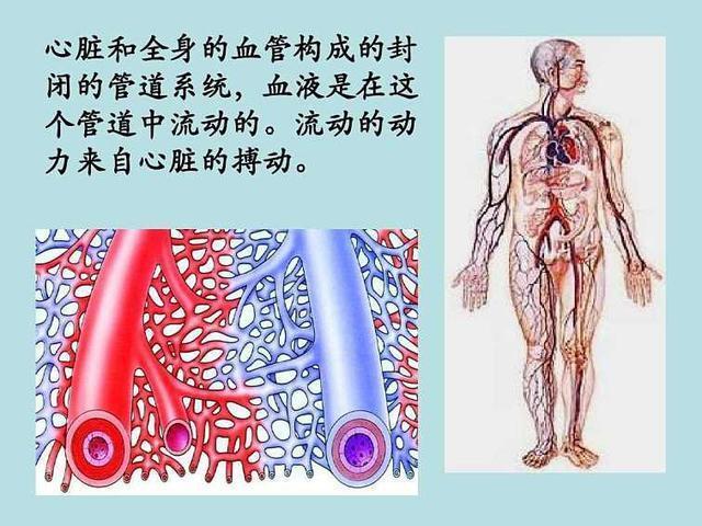 人体中有哪些血管