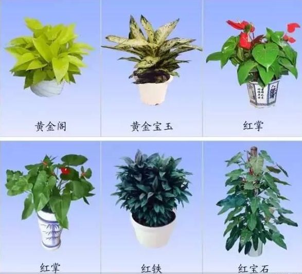 居家花卉绿植的养护常识,室内净化环境一定要有三种绿植中的其中一种