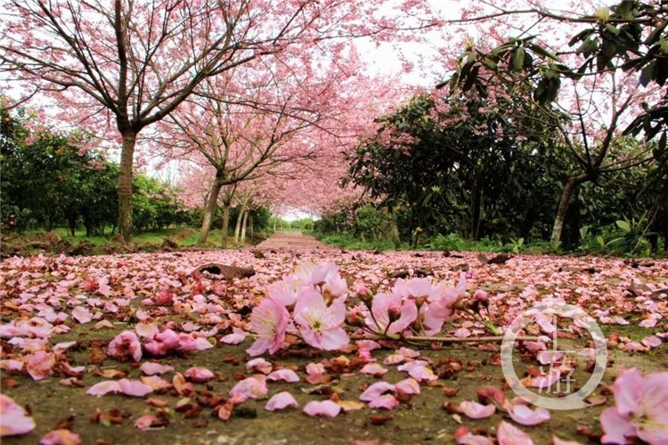 不负春光·云赏花丨北碚樱花烂漫正当时