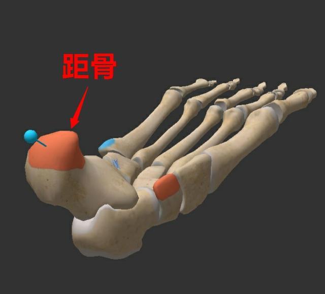 距骨所在位置图解