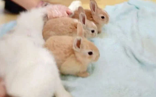 刚出生的小兔子,为什么兔妈妈会选择咬死它们?看完涨知识了