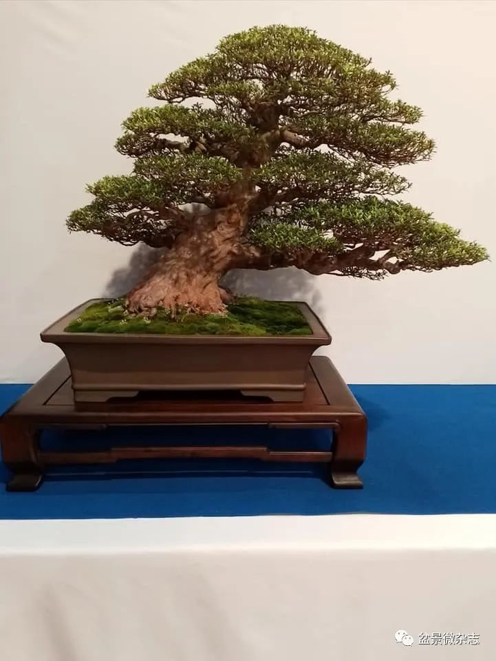 全球新冠疫情影响下的国际盆景大会——2020年比利时盆景协会杯大展