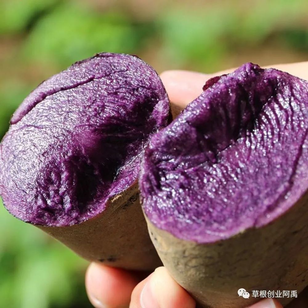 但比土豆的营养价值更加丰富,因为富含花青素,所以表皮呈紫色,格外