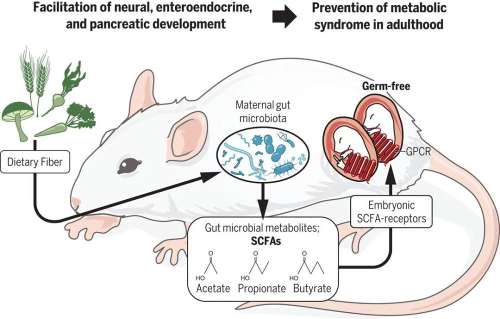 而从小鼠中得到的这些新发现说明 或许在更早阶段,母亲的肠道菌群