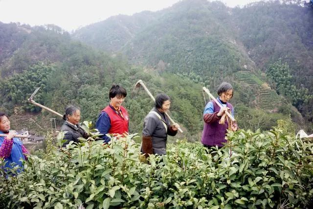 歙县:家庭农场女当家 带领妇女奔小康|歙县|桃源村|贫困户|柯小汝