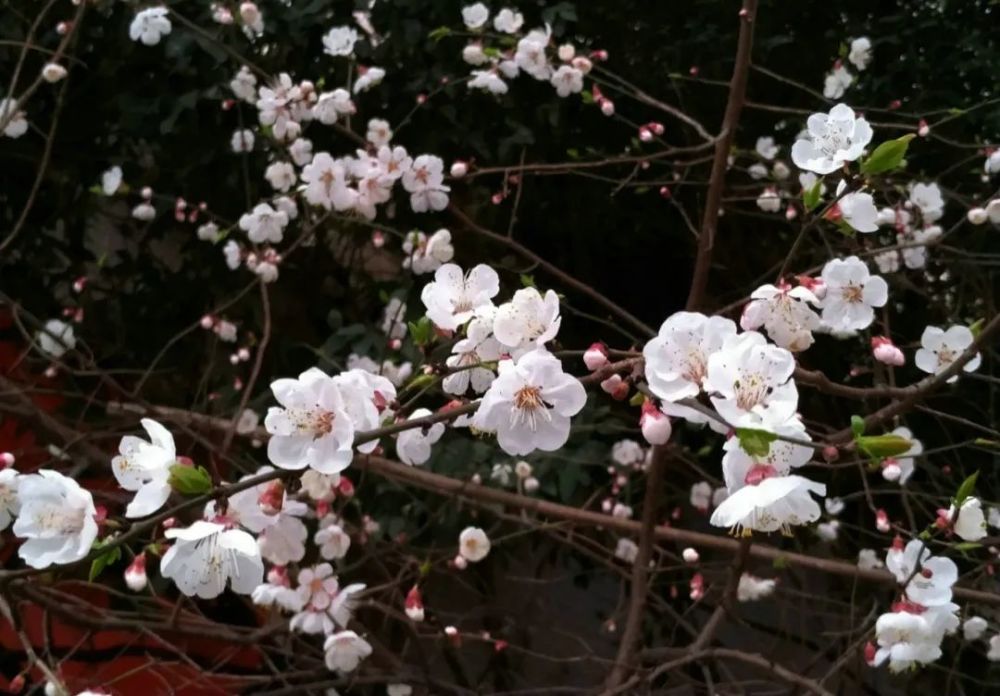 春天来了,一切不如意都会过去 当春草苏醒萌芽, 当春花开满田野, 愿