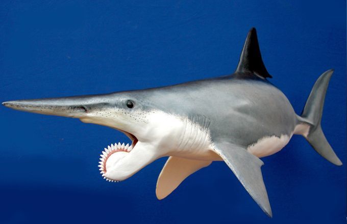 旋齿鲨没有细长的下巴,也不是真正的鲨鱼.