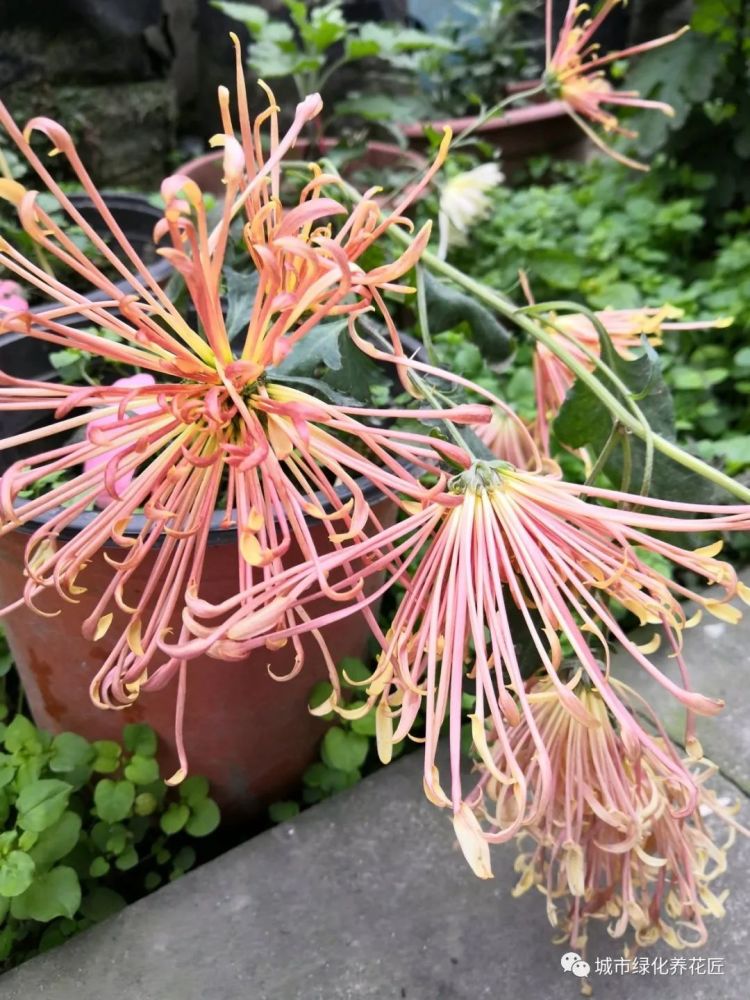 菊花虫害白粉虱危害症状,防治菊花白粉虱有妙招,真实养花经验