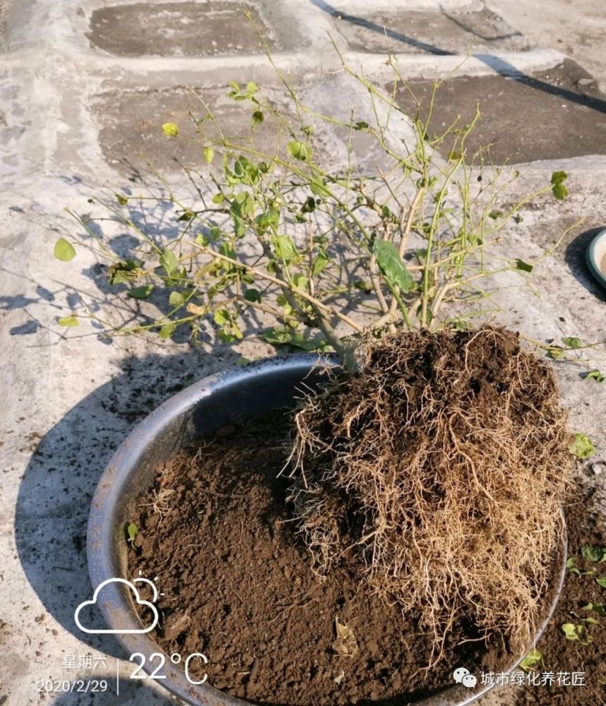 实例分享茉莉花的翻盆过程,照着做保证茉莉花服盆快,有图有真相