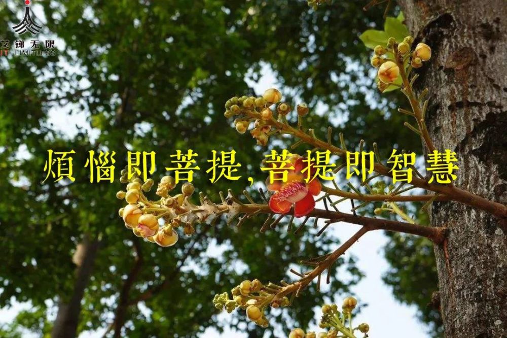 烦恼即菩提,菩提即智慧