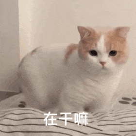 辣么可爱的猫咪表情包请收好