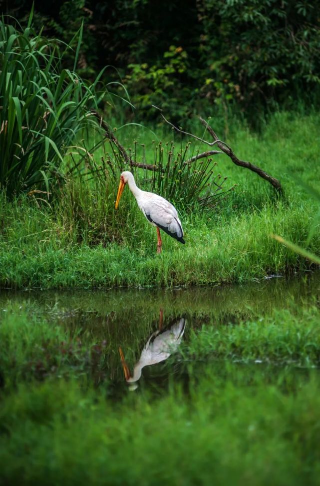 茭瓜塘湿地成为了鸟类的长期自然栖息地