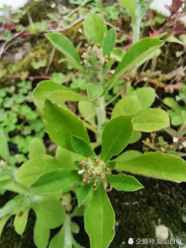 鼠壳草鼠曲草清明草