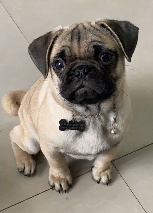 吃货巴哥犬,虽然长得很丑,但它仪态高雅很蠢萌啊