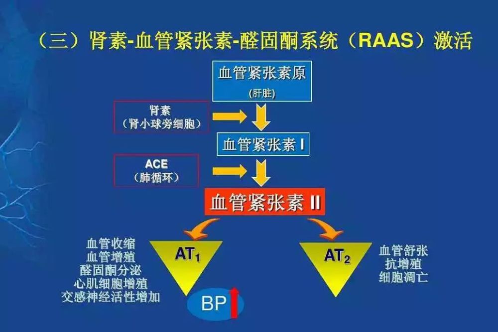 肾素-血管紧张素-醛固酮系统作用机制