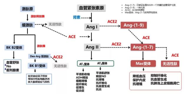 raas系统全貌及ace与ace2的作用途径