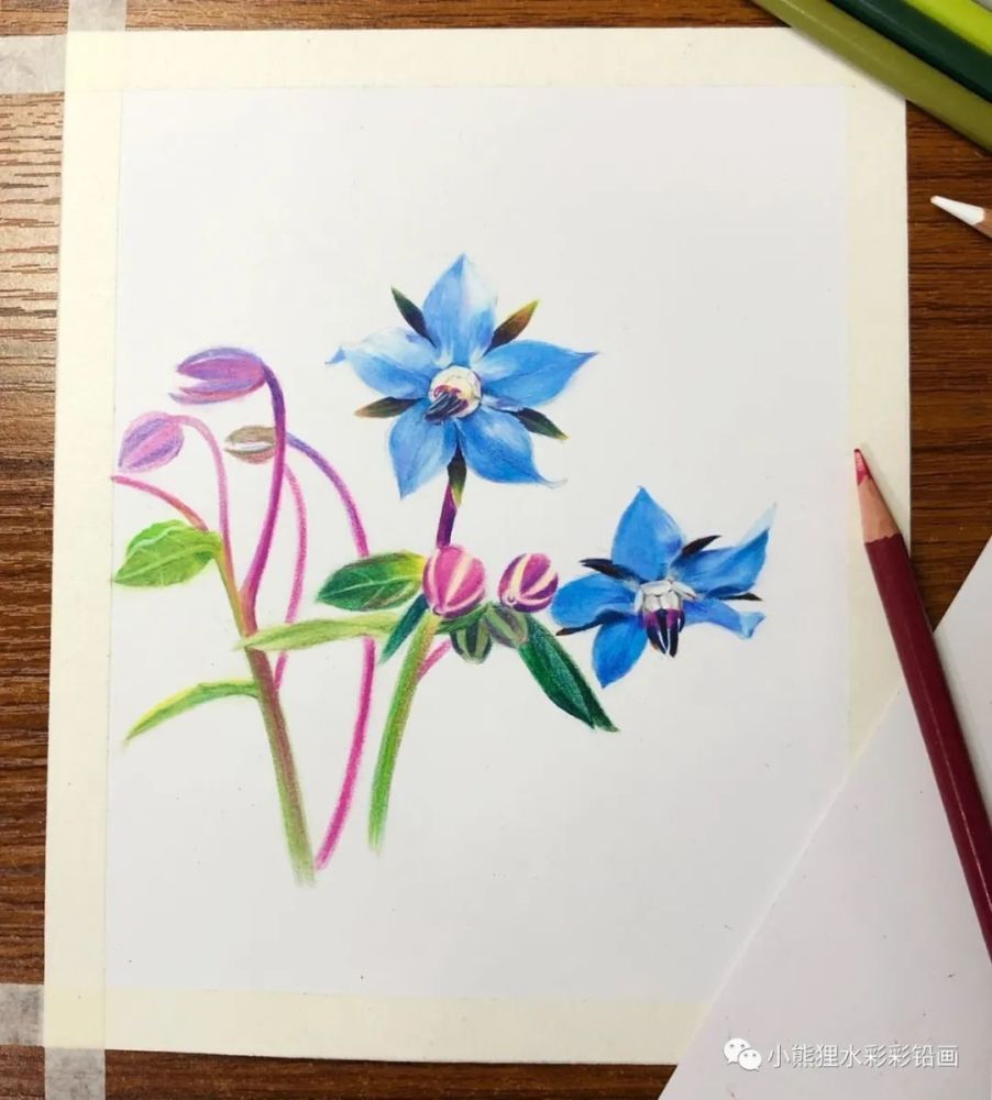 09 深绿,群青,深紫,柠檬黄画出深色叶子,最后用白色水笔画出身上的