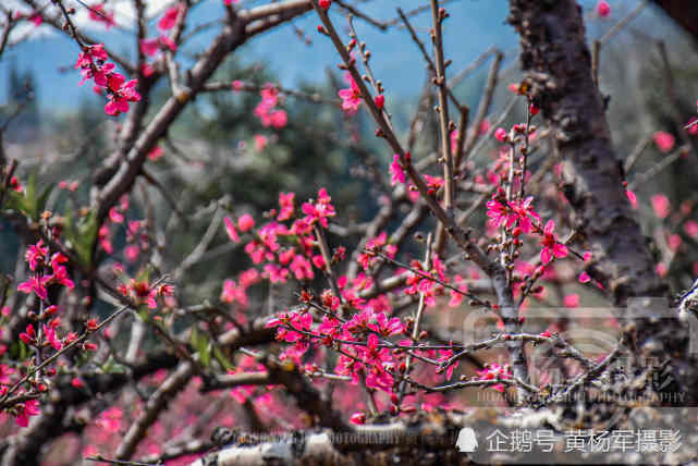 河源连平县春日里的鹰嘴桃花,红艳娇美的花朵开满乡村