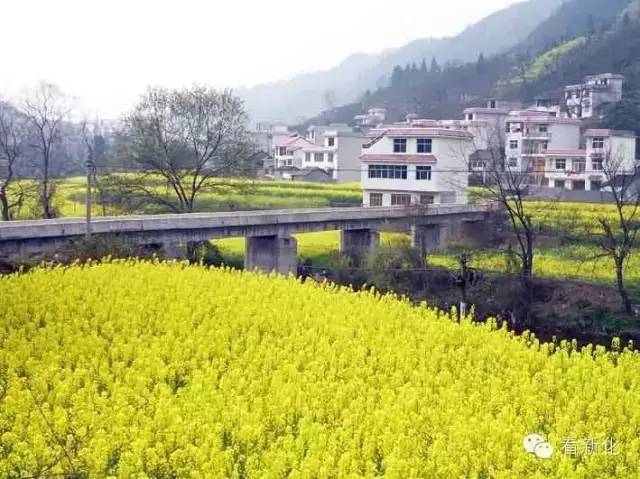 三,维山:油菜花成海路线:槎溪镇乐柏村水蜜桃基地,位于该镇3公里的