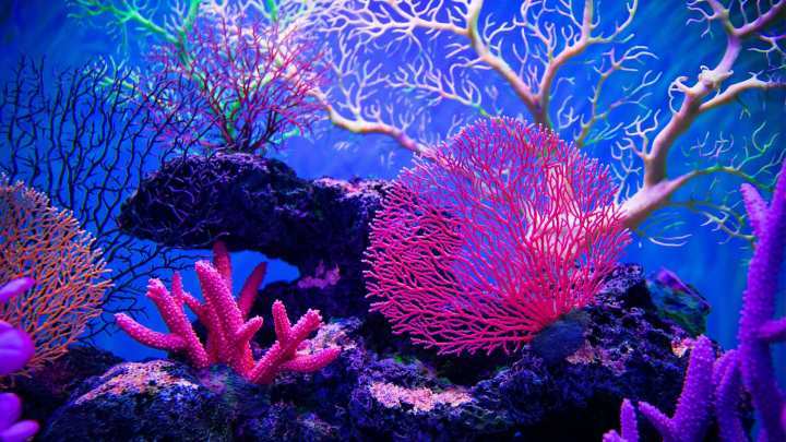 珊瑚礁是由成千上万珊瑚虫的碳酸钙骨骼,在数百年至数万年的生长过程