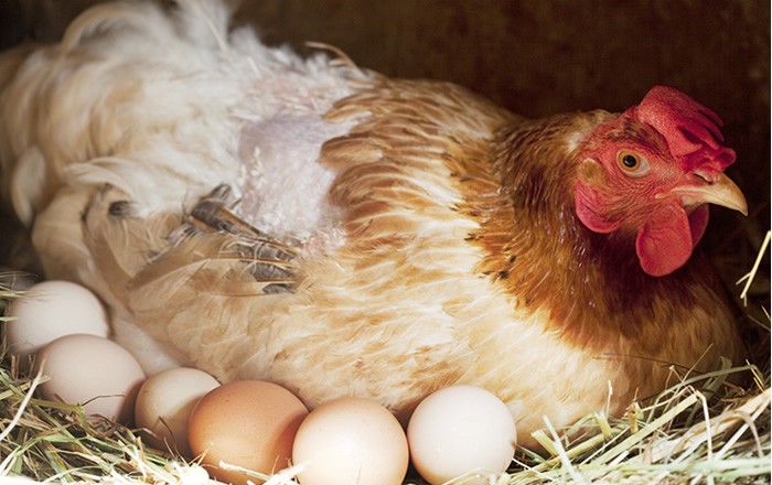 为什么母鸡下蛋后会"咯咯"叫?在野外不是应该减少动静,伪装自己吗?