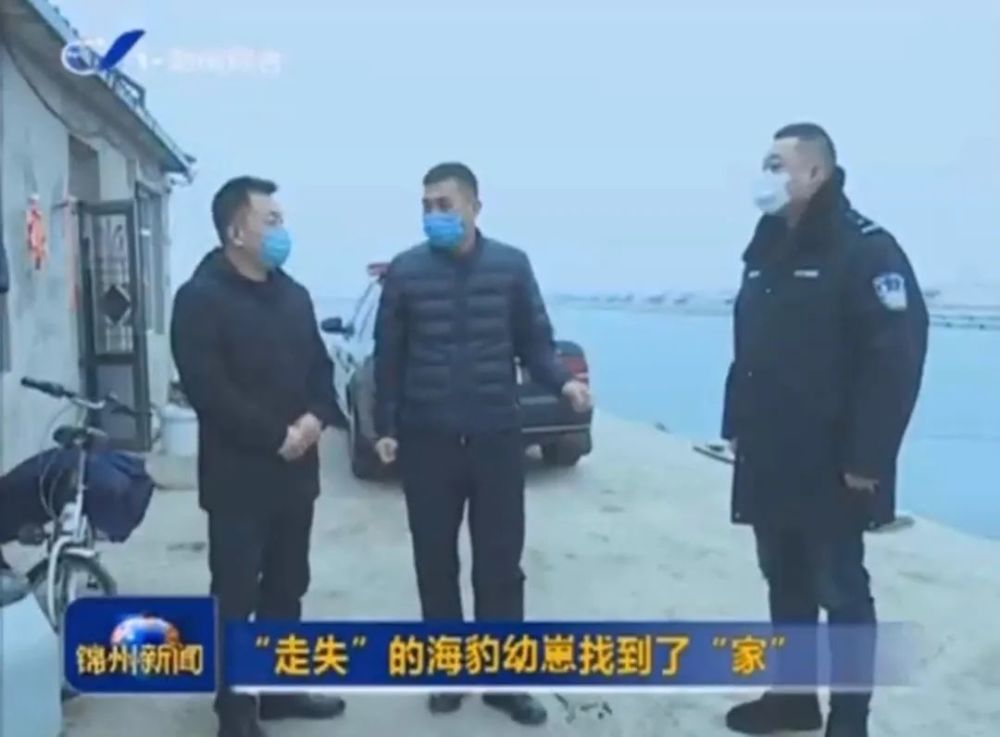 锦州市小柳边防派出所紧急救助斑海豹幼崽