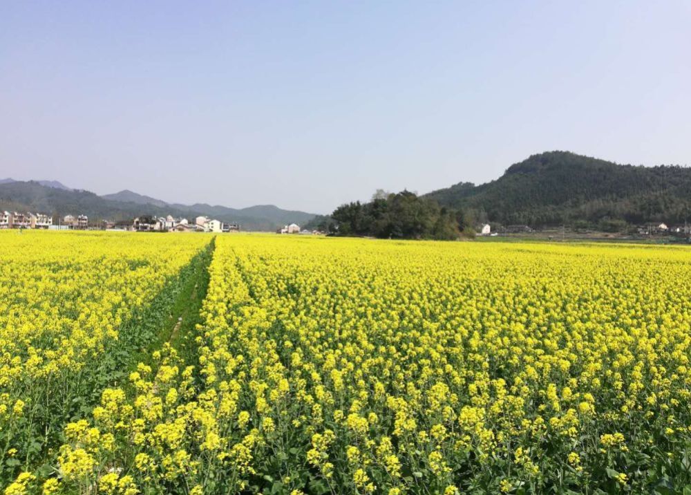 满目金黄丽水最美的油菜花观赏地推荐