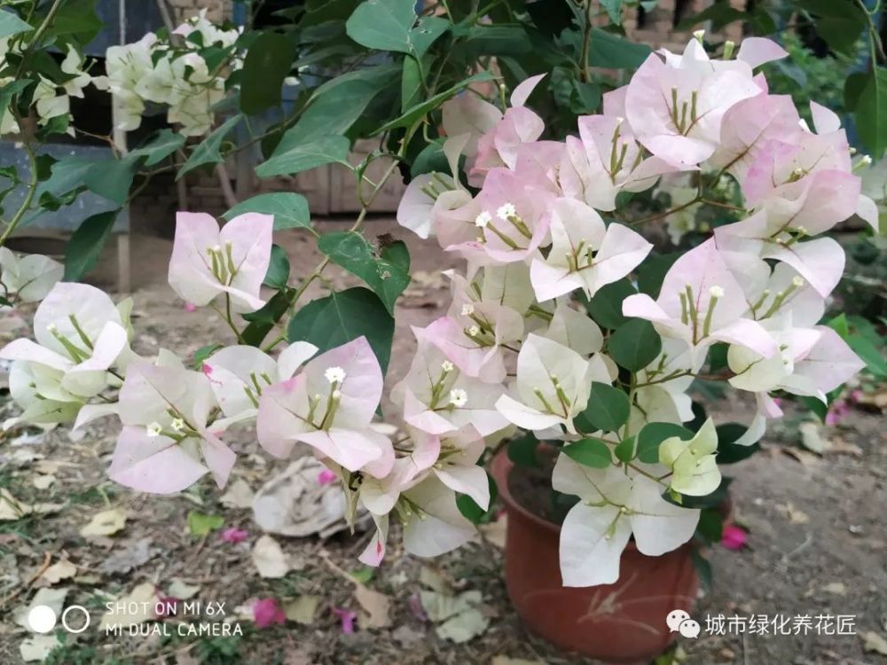 我们一起用图片来分享一些具体的实例,看下图,这是扦插的三角梅菲菲娜