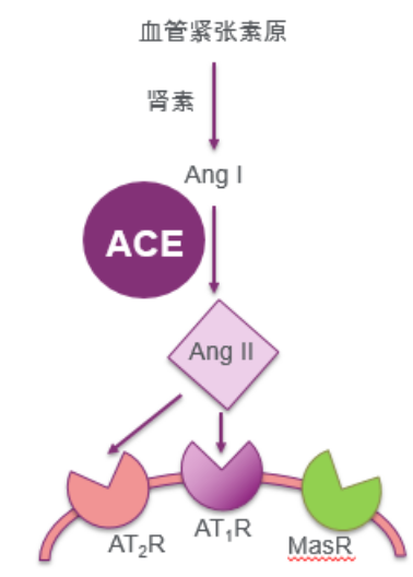 肾素-血管紧张素-醛固酮系统(raas)是人生理功能的一个重要调节机制