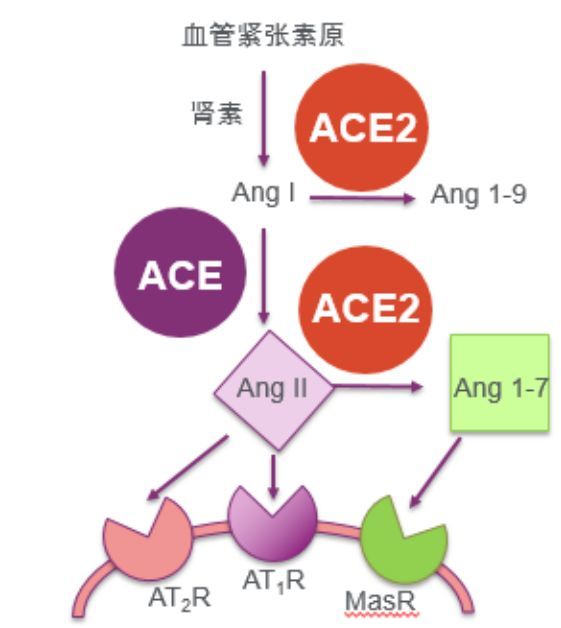 新型冠状病毒肺炎疫情下的acei困惑奏鸣曲