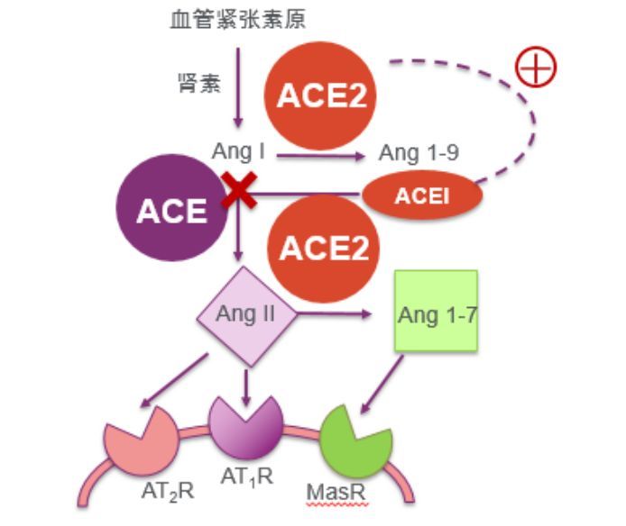 新型冠状病毒肺炎疫情下的acei困惑奏鸣曲