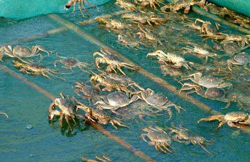 三,螃蟹养殖的成本越来越高,风险也越来越大.