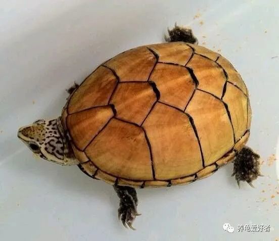 果核泥龟,真是如同果核一般的小!